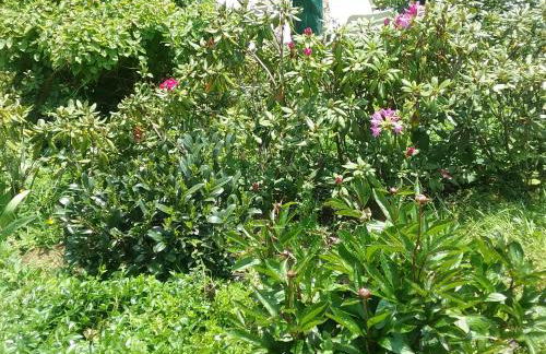 Perlenbachtal - Foto 39