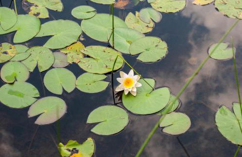 Le Bicocche Farmhouse: Country Stone Villa with Pool in Camaiore between Lucca & Beaches of Versilia - Foto 107