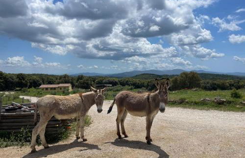 Azienda agricola Panorama - Foto 22