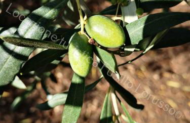 Locazione turistica Lorusso - Foto 1