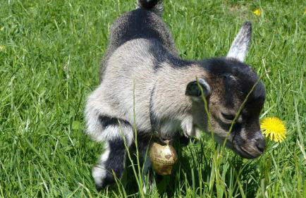 Ferienwohnung Allgäuer Landhaus Stocker in Hopferau-Füssen - Foto 43
