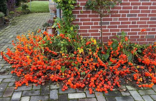 Friedeburga - Photo 16