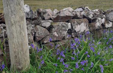 Ornum Self Catering Cottage - Foto 45