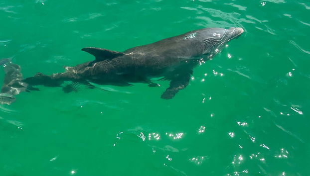 Un delfino nelle acque di Naples
