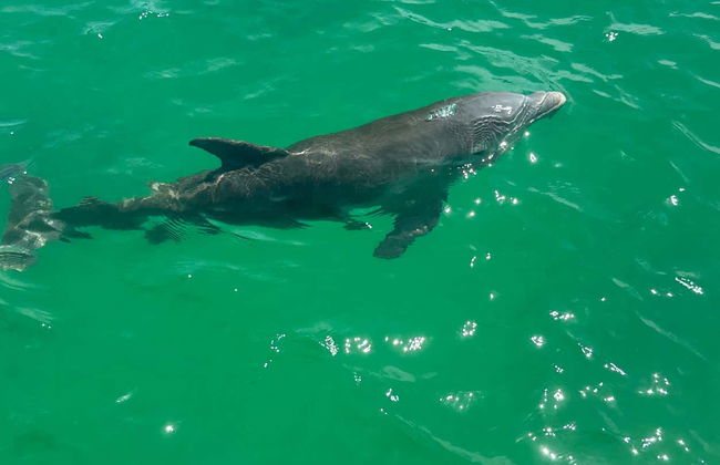 Giro in barca privata a Naples - Foto 5