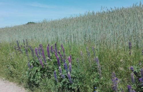 1-Zimmer-Studio am Waldrand - Photo 15