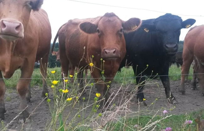 Richter Comfortable Holiday Residence - Photo 6