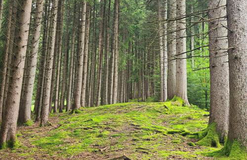 Hörnleblick - Foto 19