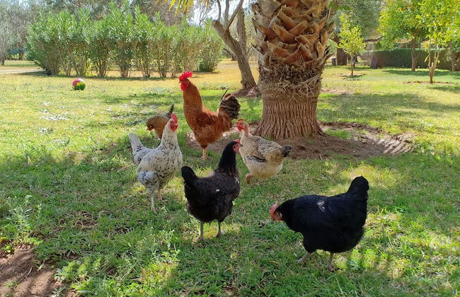 Marrakech African Queen - Foto 27