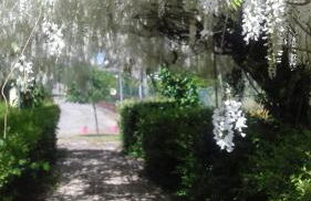 Curia Clube - Foto 43