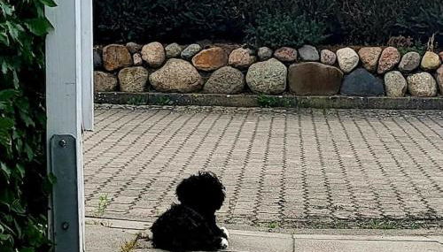 Wohnung am Meer mit Garten - Foto 5