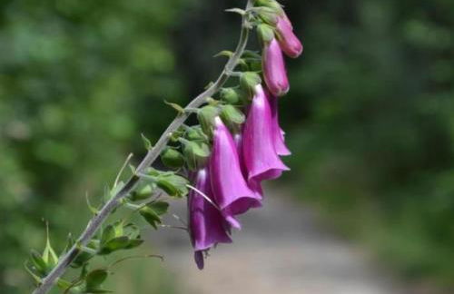 Holiday Home Bärenstein by Interhome - Foto 44