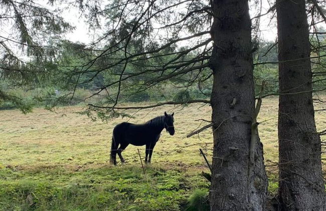 Apartment Near Willingen With Garden - Photo 31