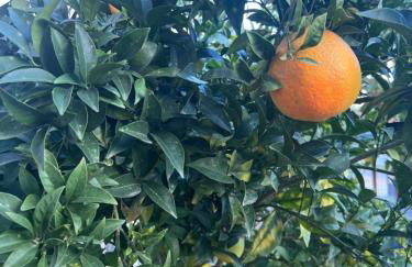 Sea & Sun Retreat - Photo 65