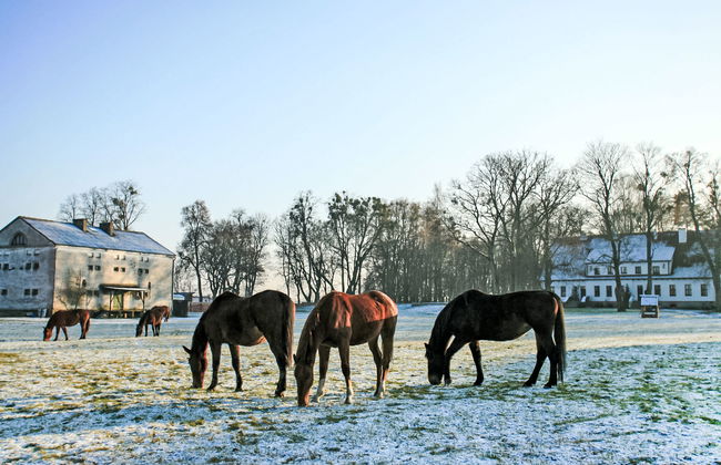 Dwór Szwałk - Foto 59