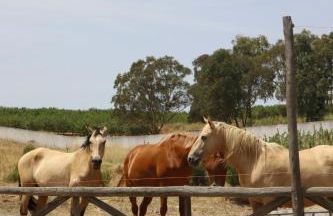 Herdade do Serra - Foto 25