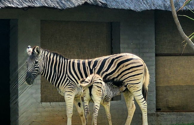 Buyskop Lodge - Foto 47