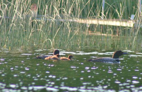 Family-Friendly Cabin Retreat on the Shores of Pokegama Lake, Minnesota - Photo 14