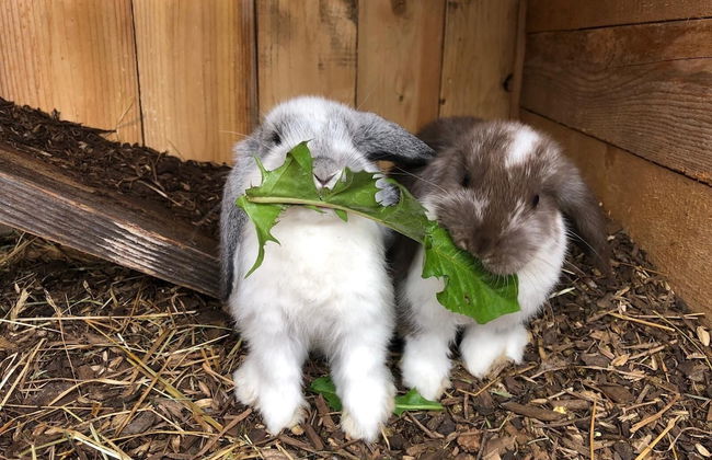 Mariengut - Aparthotel Kramer - Foto 76