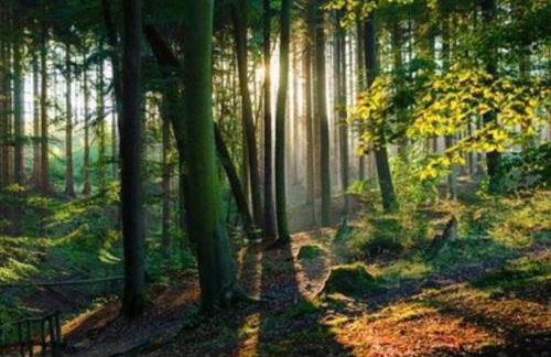 Auszeit im Grünen - Foto 9