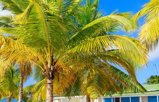 Excursión a isla Saona en catamarán - Foto 1