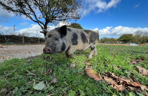 Oak Cottage - Foto 44