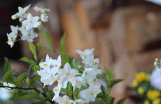 Gut Huthmacherhof - Foto 11