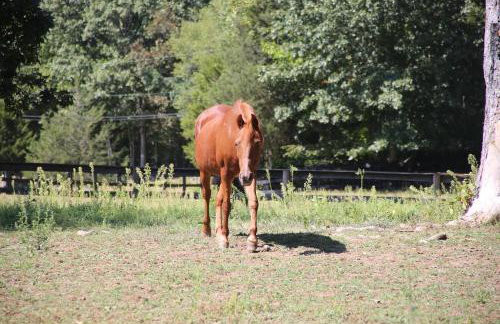 The Horse Carriage 2 Miles From Foxwoods Casino - Foto 20