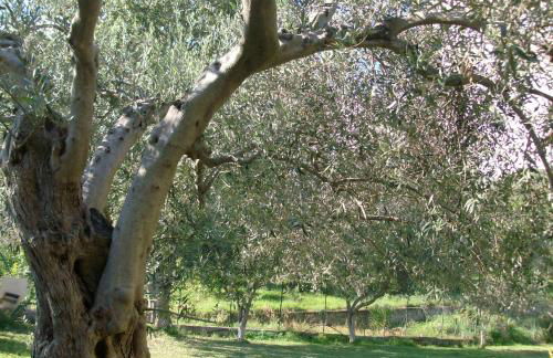 Il Melicucco - Foto 7