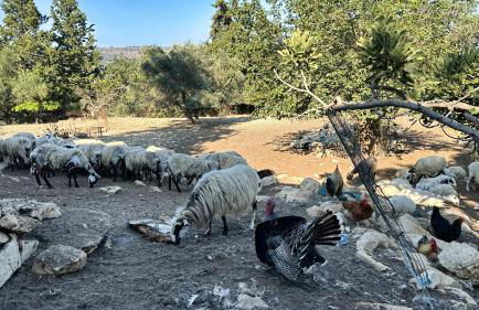 The Root House - Crete Stay - Foto 39