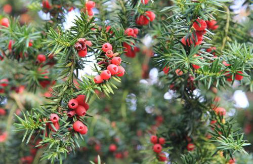 Mazury Garbate - Dom I przy Cisowym Jarze - Foto 61