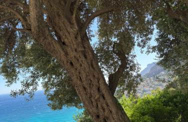 Top Location- Panoramic Villa with Montecarlo Views and Pool - Foto 5