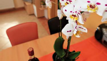 Schölzke‘s Ferienhaus - Foto 3