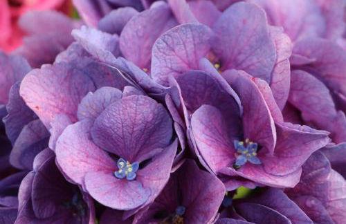 Maison Parc - Foto 22