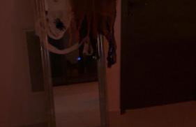 Villa luxueuse Halloween - Foto 33