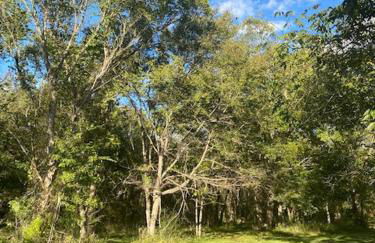 Cabin 1 Remote cabin next to Sam Houston National Forest - Foto 8
