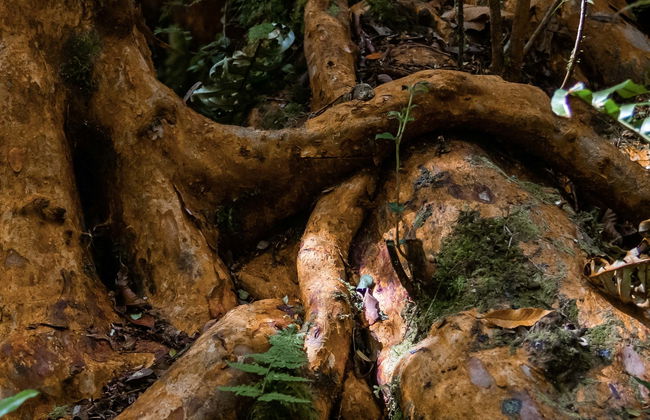 Trekking por el bosque del Parque Tepuhueico - Foto 1