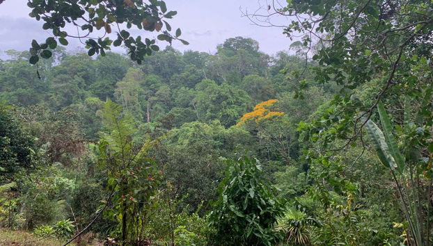 A trilha principal de Corcovado