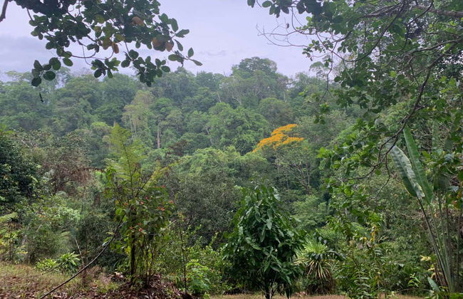 Excursão à selva de Corcovado - Foto 5