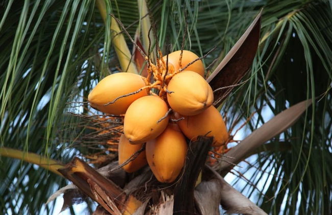 Explore Central Srilanka - Foto 29