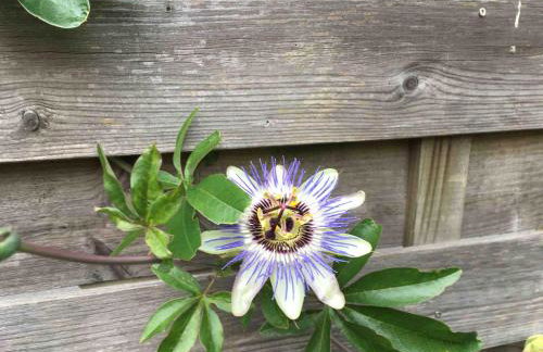 Maison Jardin Proche Paris - Foto 33