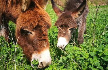 Farm stay Synergia - Hiden treasure - Photo 11