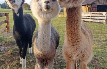 GOSPODARSTWO TURYSTYCZNE w OSINKACH - Foto 31