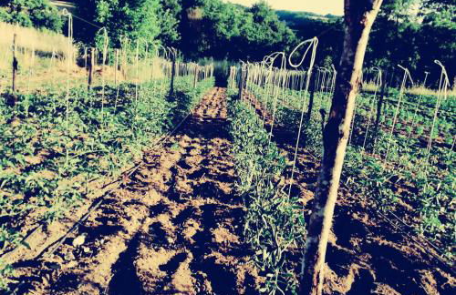 Poggio Capriolo - Foto 13