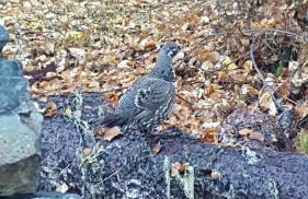 Talkeetna Fireweed cabin 2 - Foto 11