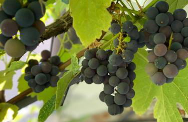 Garden Lodge - Photo 63