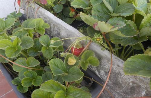 Okira beach house - Foto 24