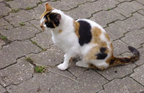 Willekes Blütenhof - Foto 13