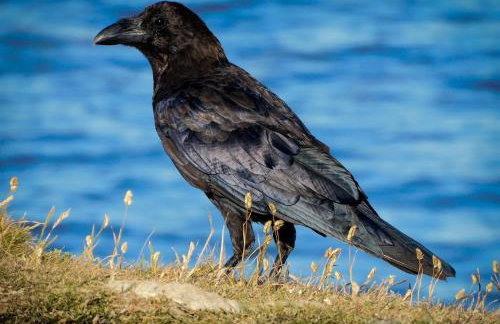 BillWatch Cottage - Foto 14