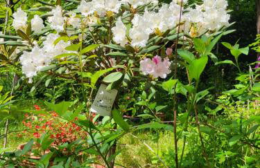 Apartman Bela - Photo 17